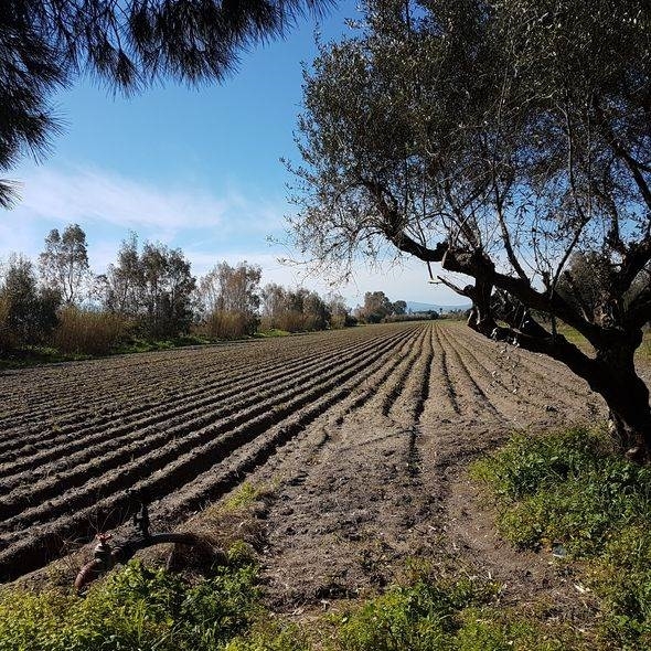 (For Sale) Land Agricultural Land  || Messinia/Kalamata - 200.000 Sq.m, 7.000.000€ 